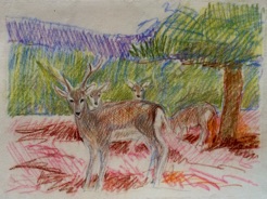 Deer 
crayon